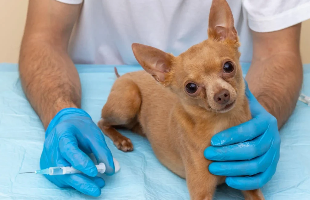 rabies vaccine for dogs