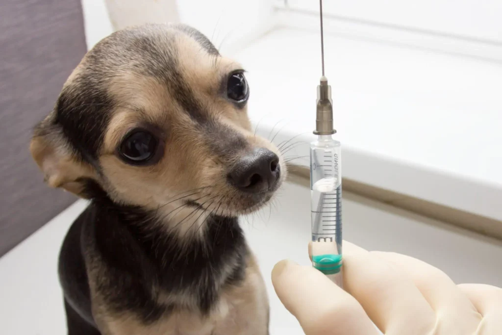 types of vaccines for dogs