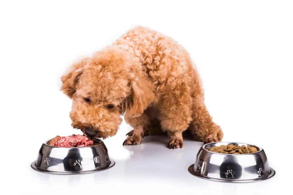 chicken meals in dog food